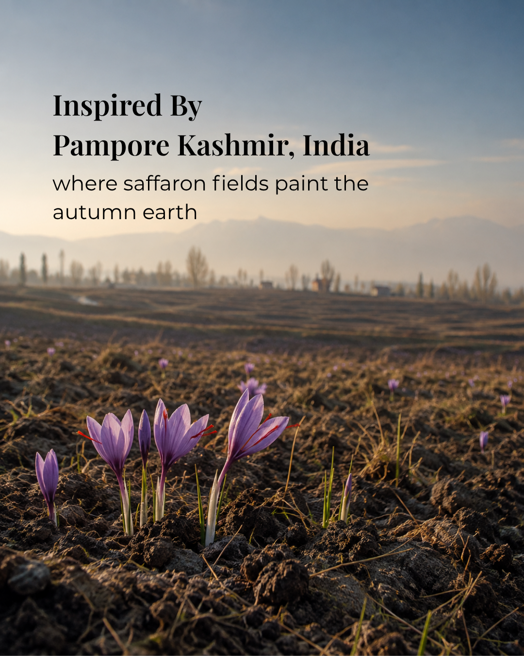 Kashmiri Saffron Blossom Bonbon | Handmade White Chocolate Truffle